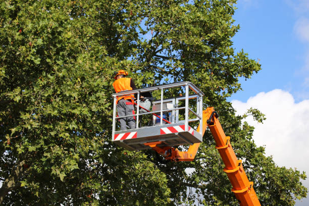 Trusted Spring Valley, IL Tree Removal and Landscaping Services Experts